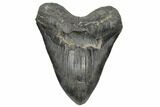 Fossil Megalodon Tooth - South Carolina #187686-1